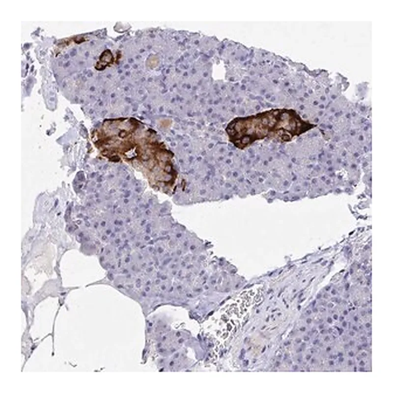 Merck Anti-ZNF561 antibody produced in rabbit