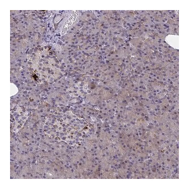 Merck Anti-SYT10 antibody produced in rabbit
