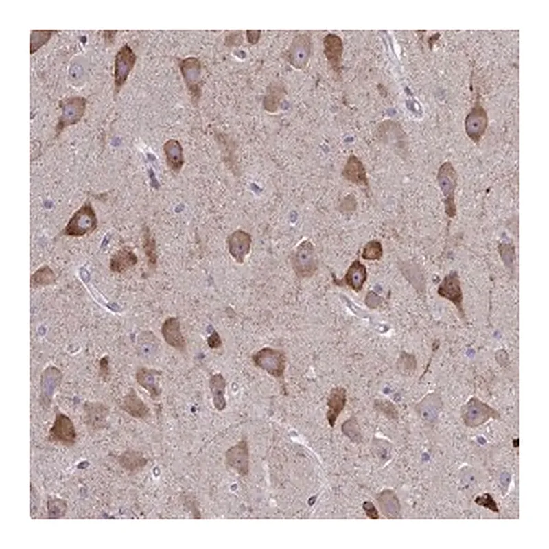 Merck Anti-SPATS2L antibody produced in rabbit