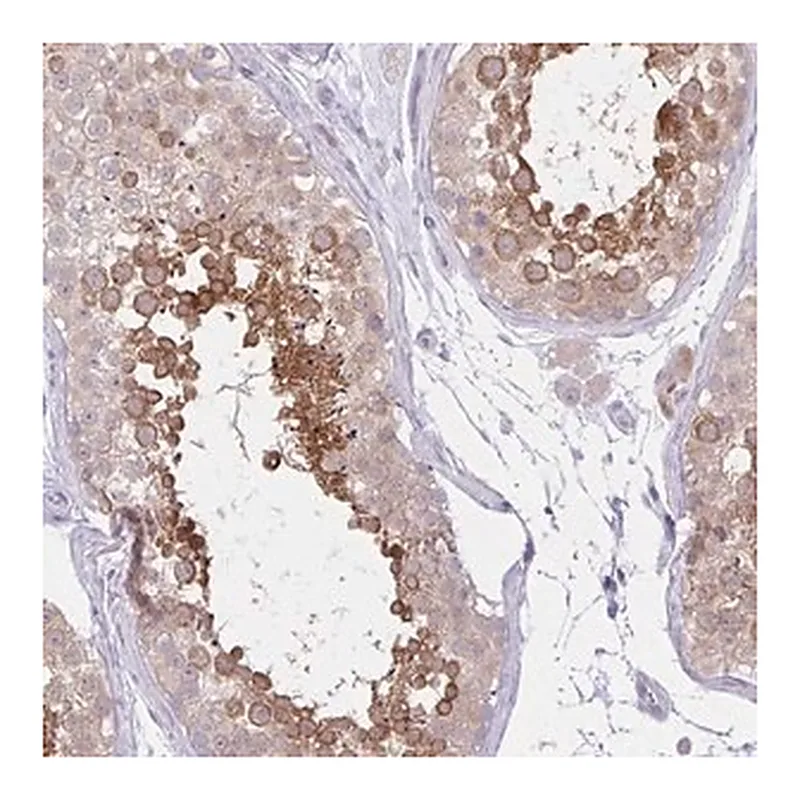 Merck Anti-ZNF101 antibody produced in rabbit