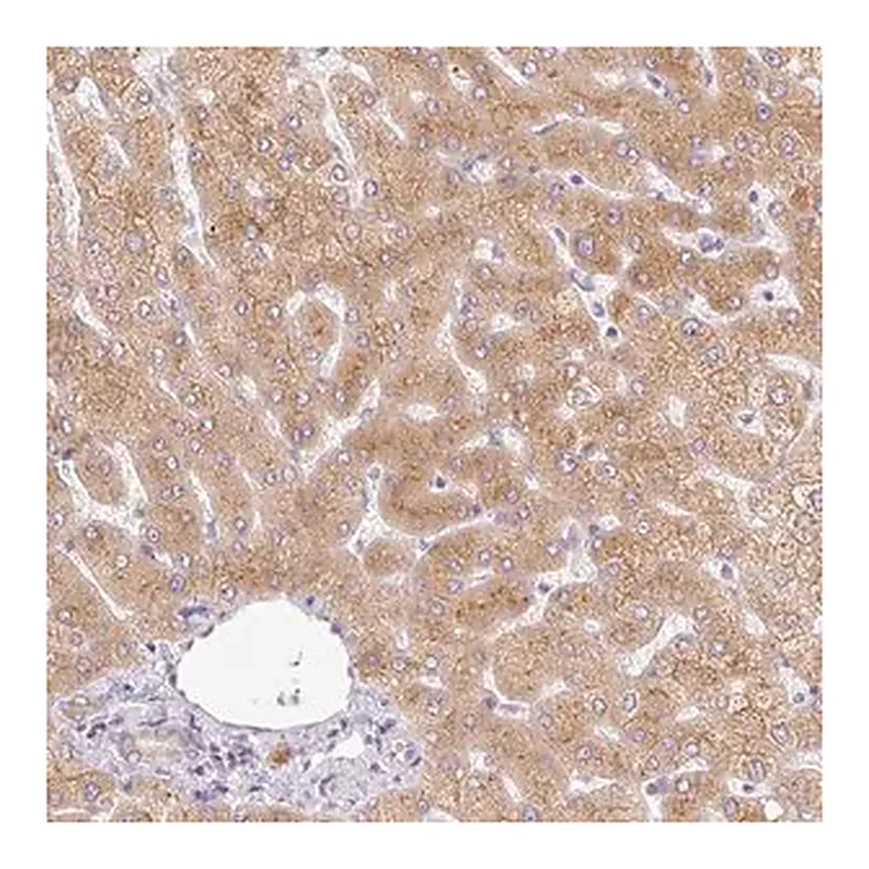 Merck Anti-MIA2 antibody produced in rabbit