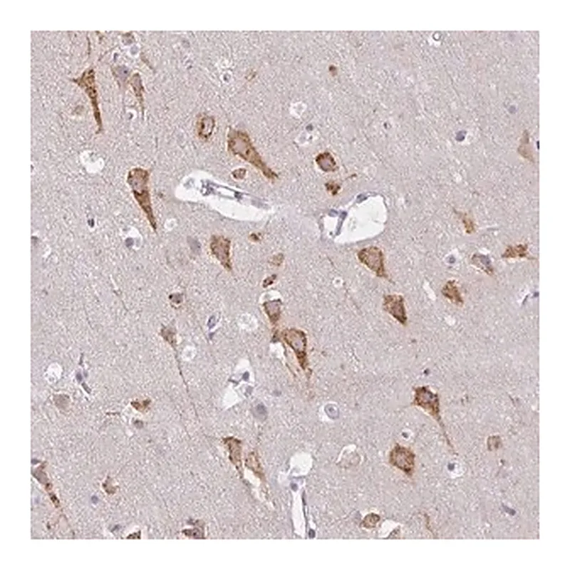 Merck Anti-ZFYVE26 antibody produced in rabbit