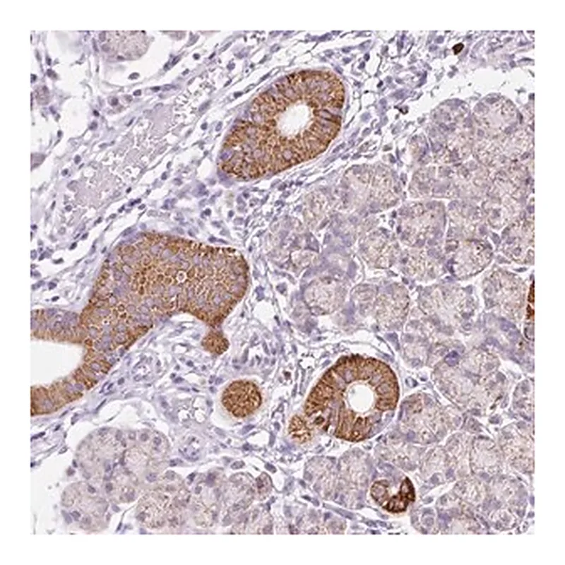 Merck Anti-PLPP2 antibody produced in rabbit