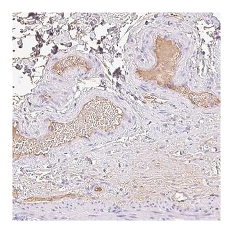 Merck Anti-HOXC12 antibody produced in rabbit