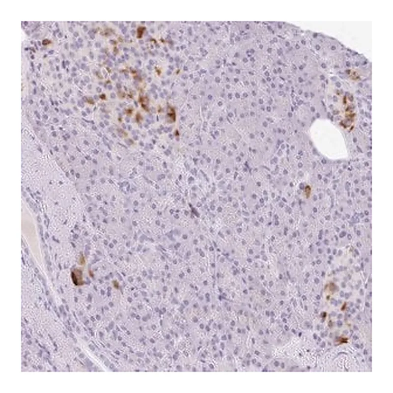 Merck Anti-LPAR4 antibody produced in rabbit