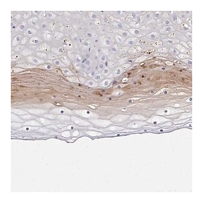 Merck Anti-ZSWIM3 antibody produced in rabbit