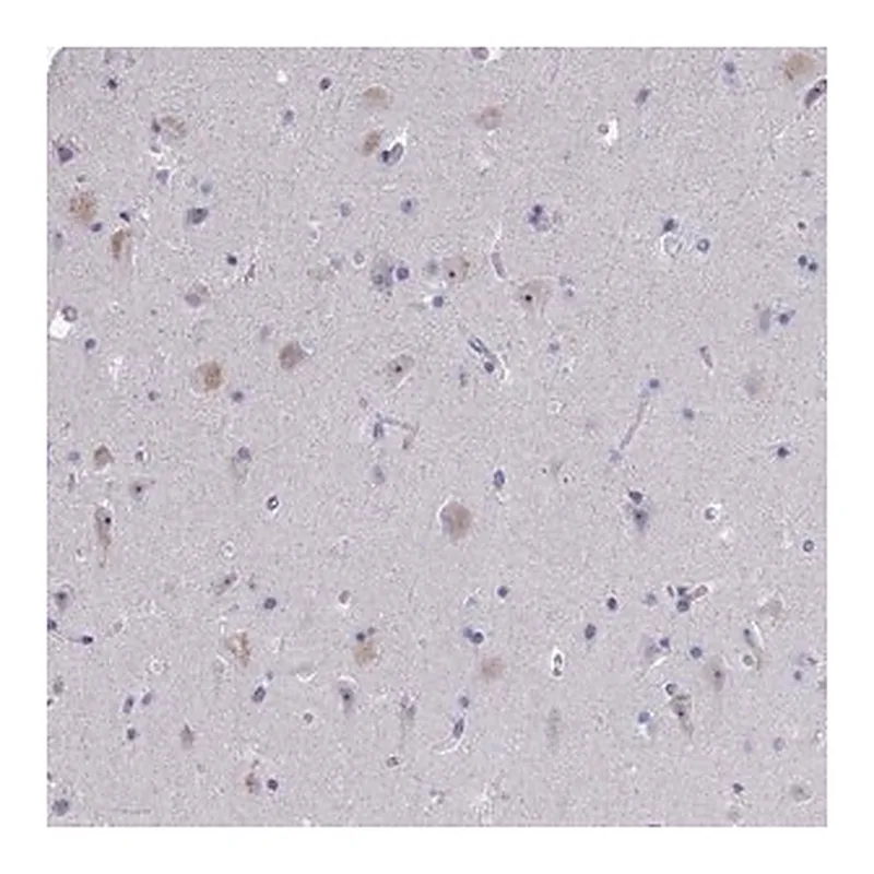 Merck Anti-NOXRED1 antibody produced in rabbit