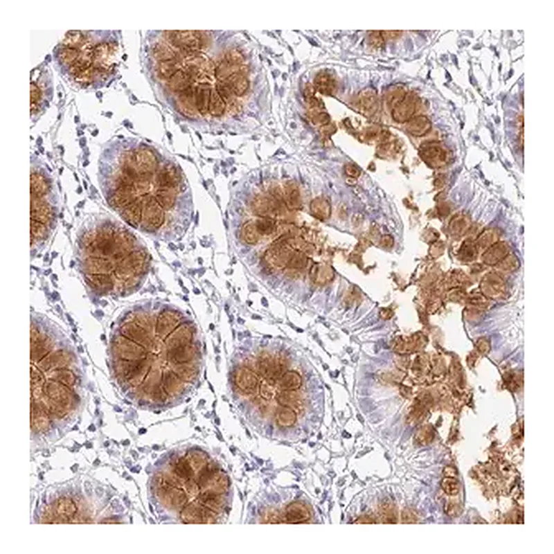 Merck Anti-SERPINE3 antibody produced in rabbit