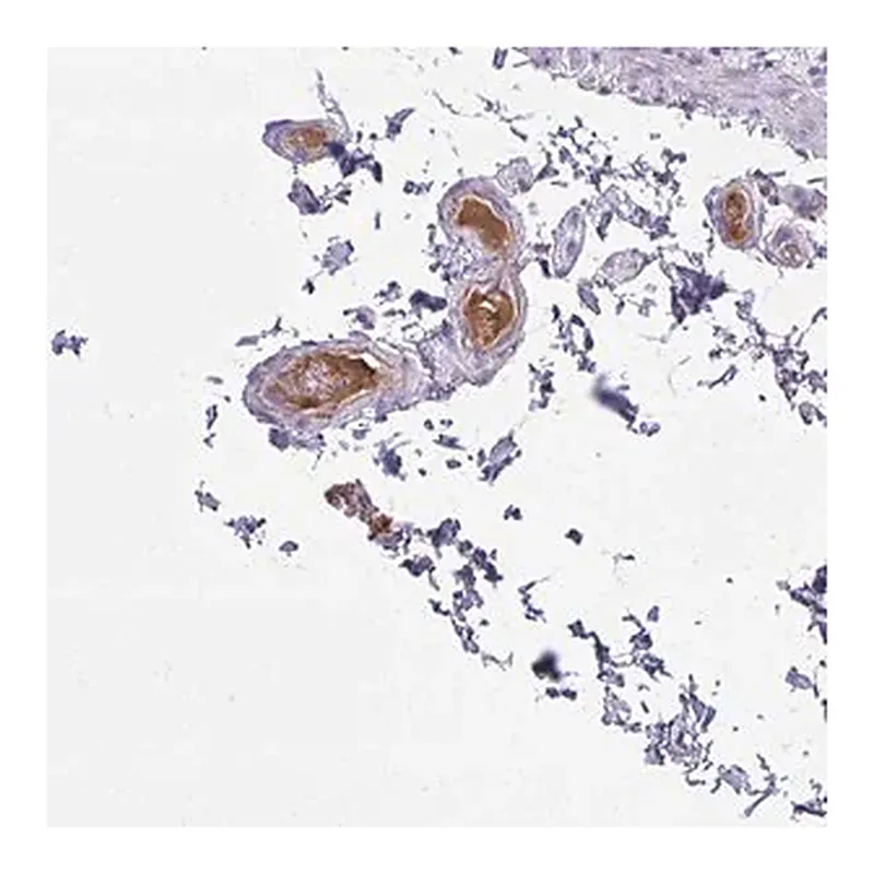 Merck Anti-SERPIND1 antibody produced in rabbit