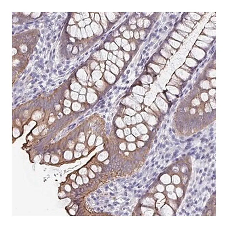 Merck Anti-UNKL antibody produced in rabbit