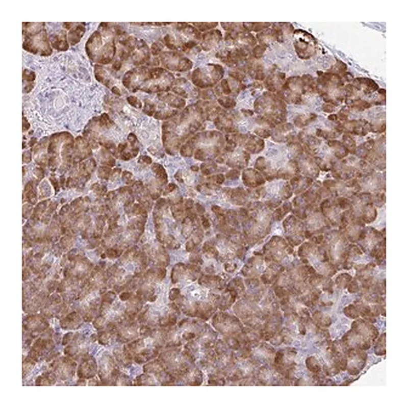 Merck Anti-DOK4 antibody produced in rabbit