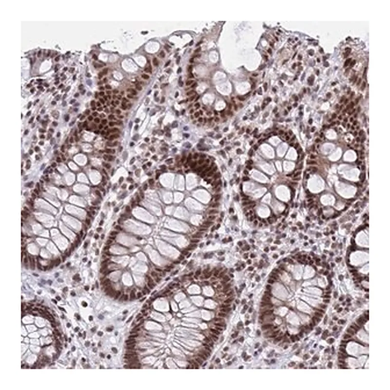 Merck Anti-PHF10 antibody produced in rabbit