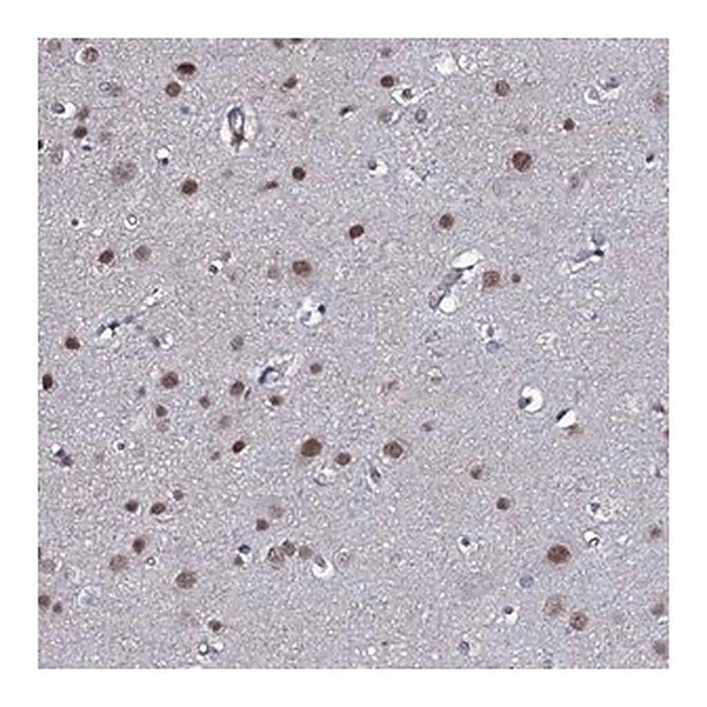 Merck Anti-GAREM1 antibody produced in rabbit