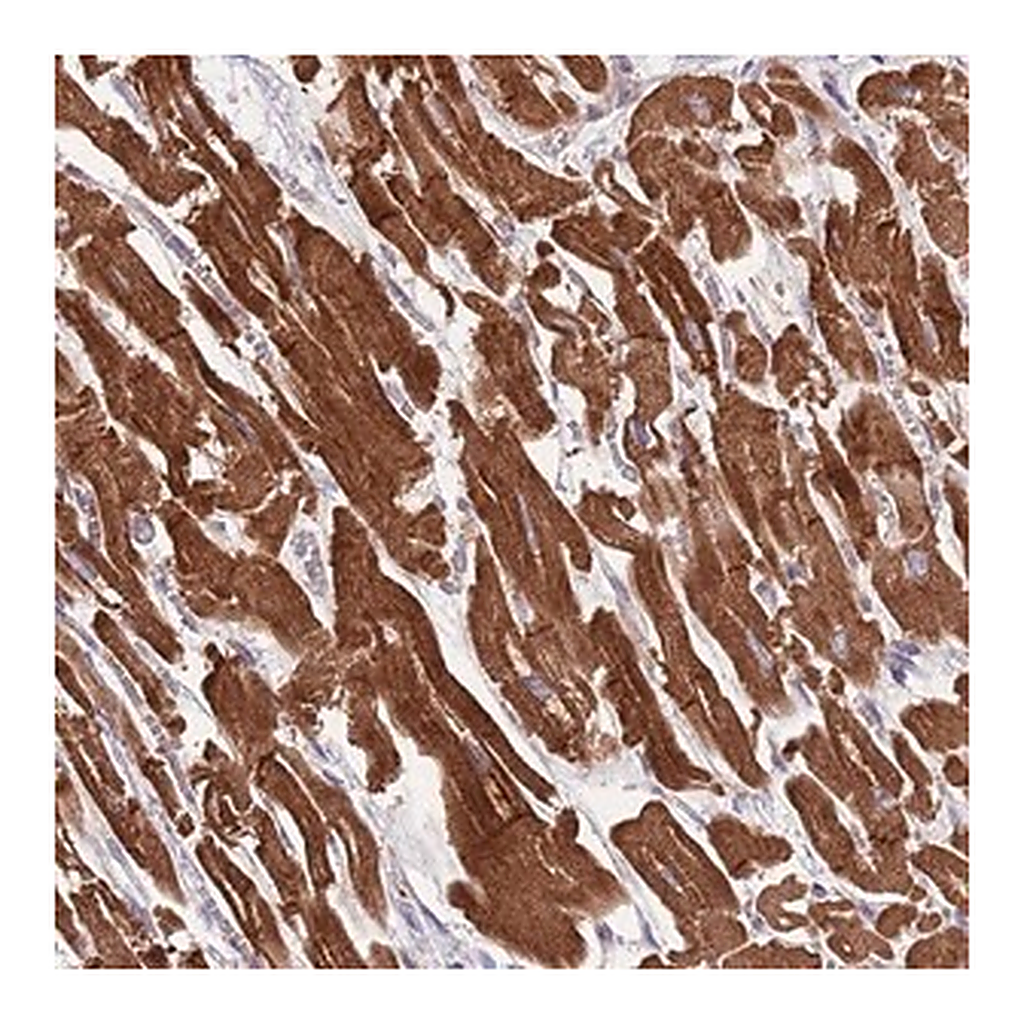 Merck Anti-DNAJA3 antibody produced in rabbit