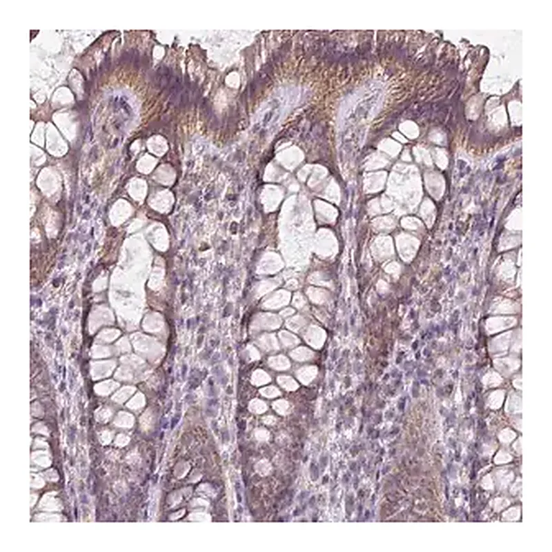 Merck Anti-LRRC9 antibody produced in rabbit