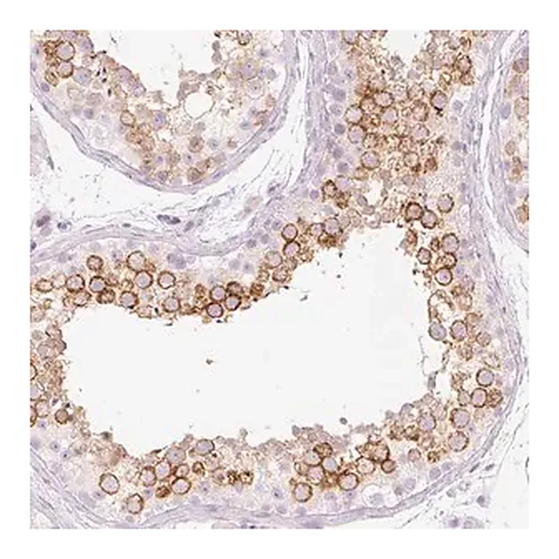 Merck Anti-PRSS50 antibody produced in rabbit