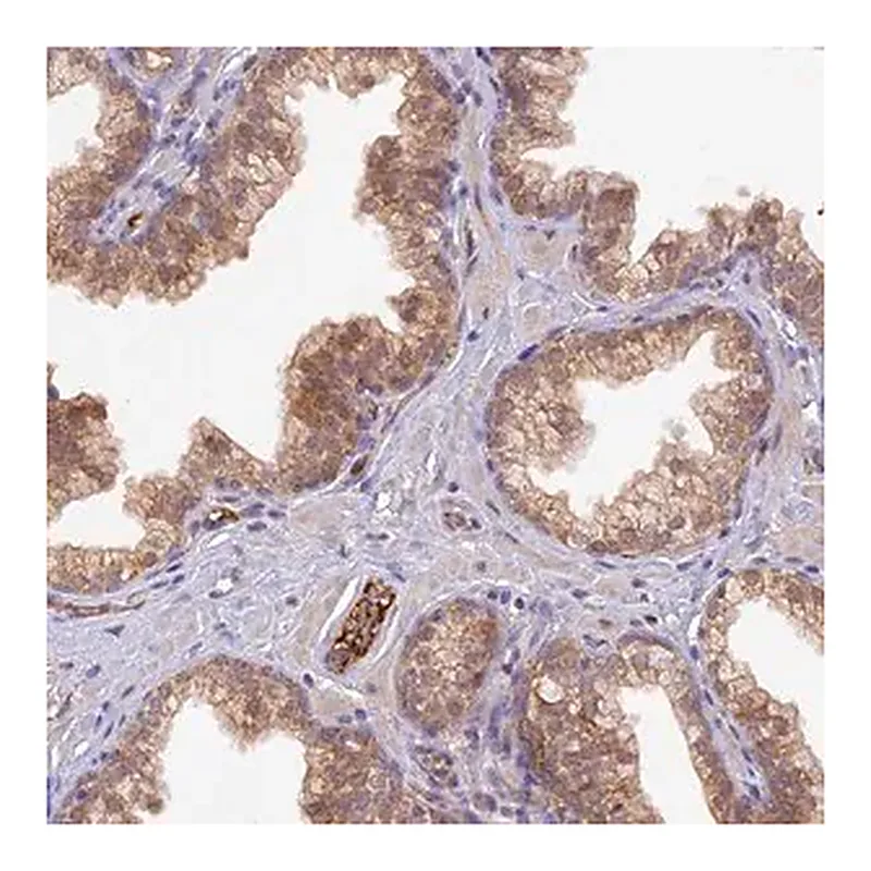 Merck Anti-HDHD2 antibody produced in rabbit