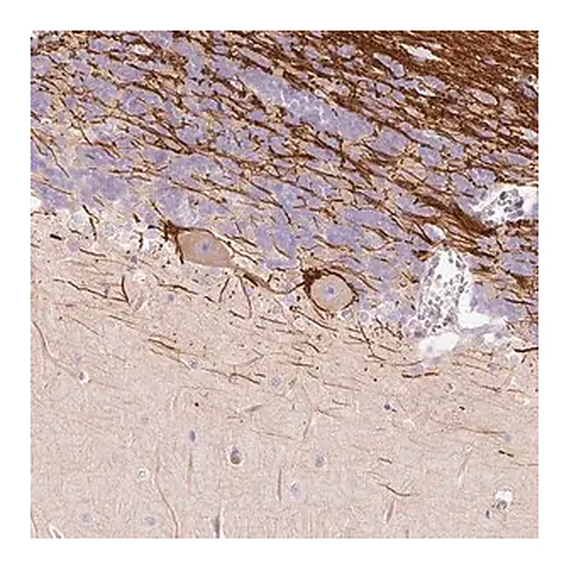 Merck Anti-DOK6 antibody produced in rabbit
