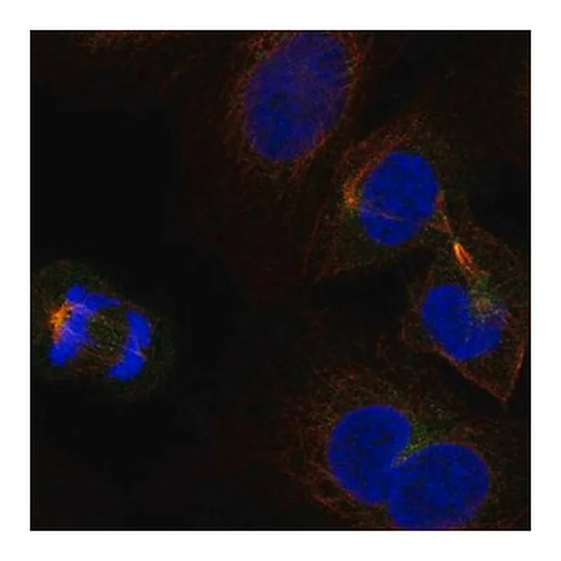 Merck Anti-KLHL22 antibody produced in rabbit