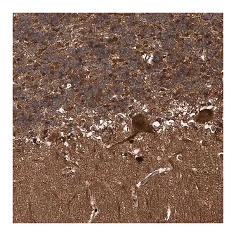 Merck Anti-SNRNP25 antibody produced in rabbit