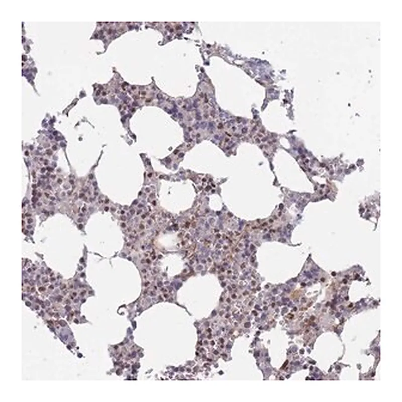 Merck Anti-BOD1L1 antibody produced in rabbit
