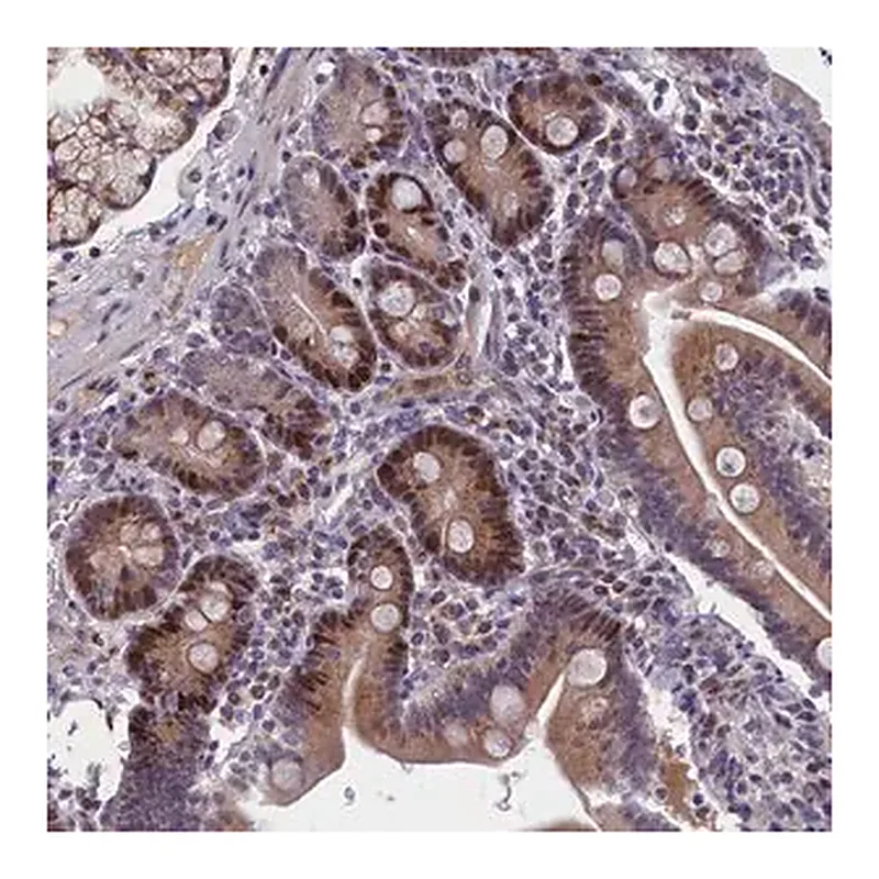 Merck Anti-LIG1 antibody produced in rabbit