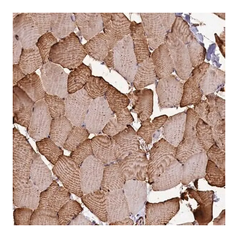 Merck Anti-GYS1 antibody produced in rabbit