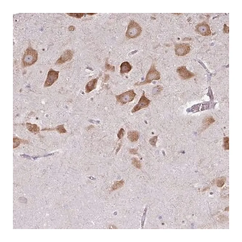 Merck Anti-LRRC9 antibody produced in rabbit