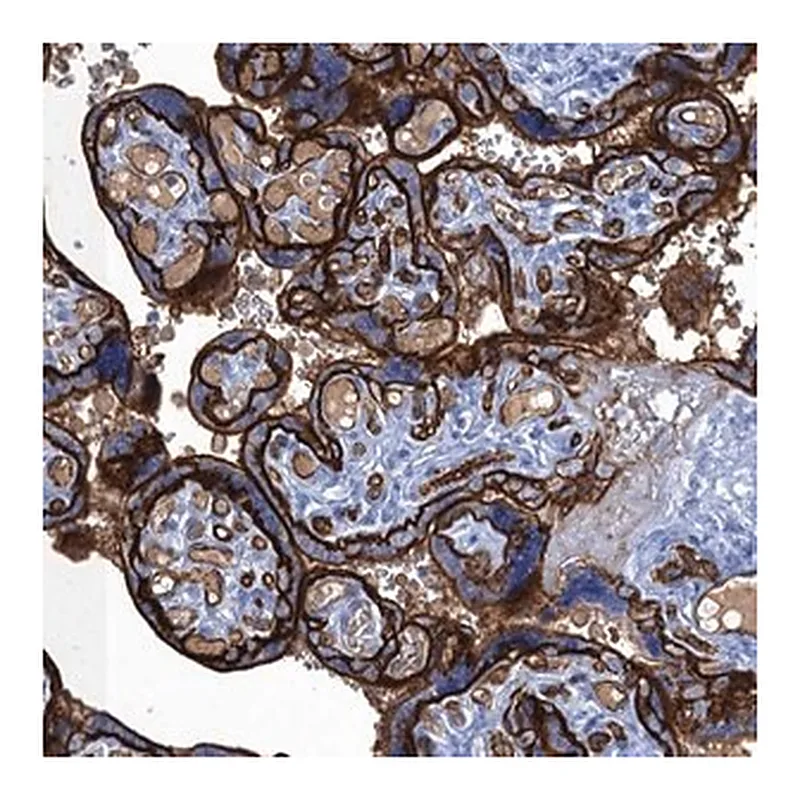 Merck Anti-MYADML2 antibody produced in rabbit