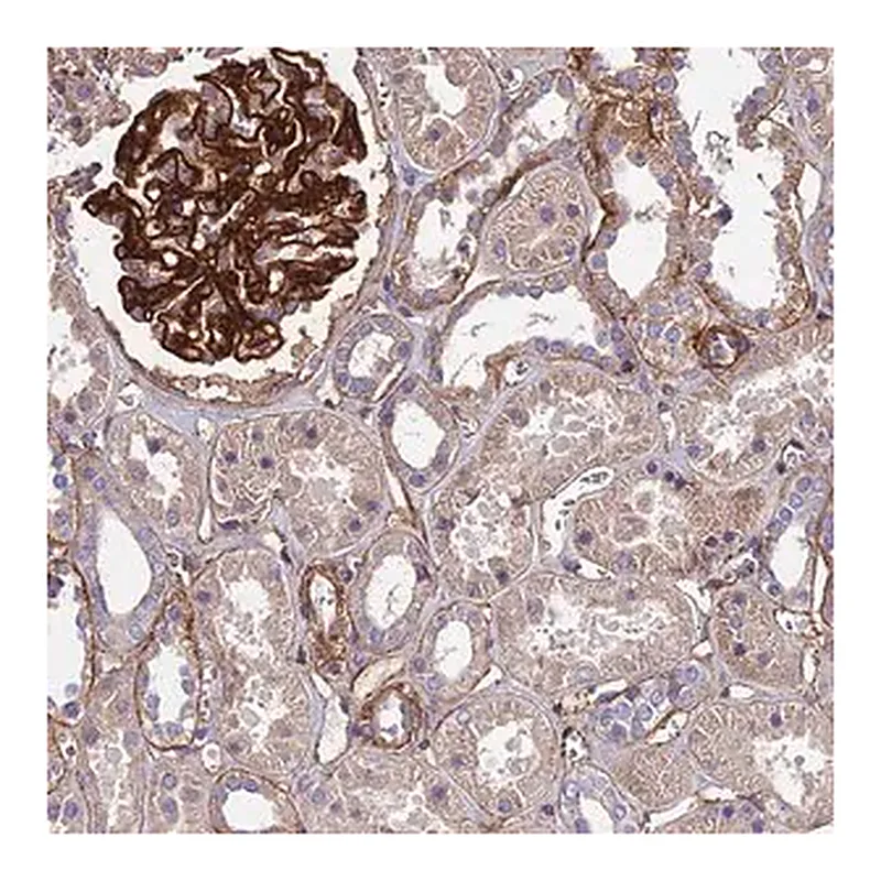 Merck Anti-EVA1B antibody produced in rabbit