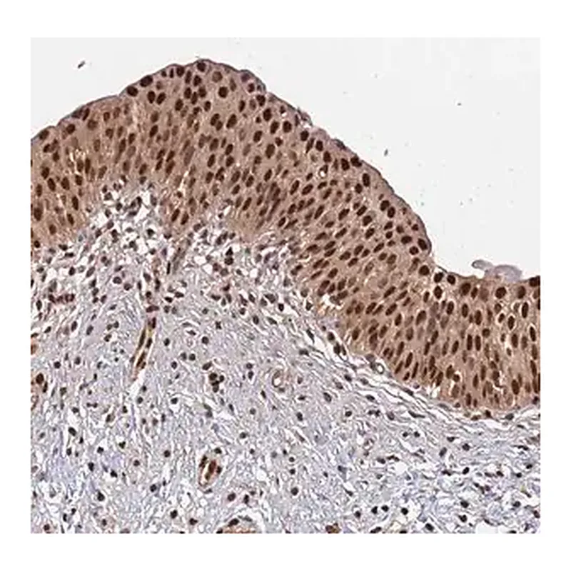 Merck Anti-SUMO2 antibody produced in rabbit