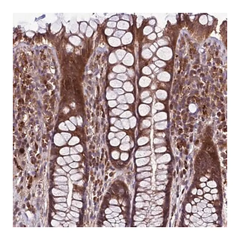 Merck Anti-GAREM1 antibody produced in rabbit