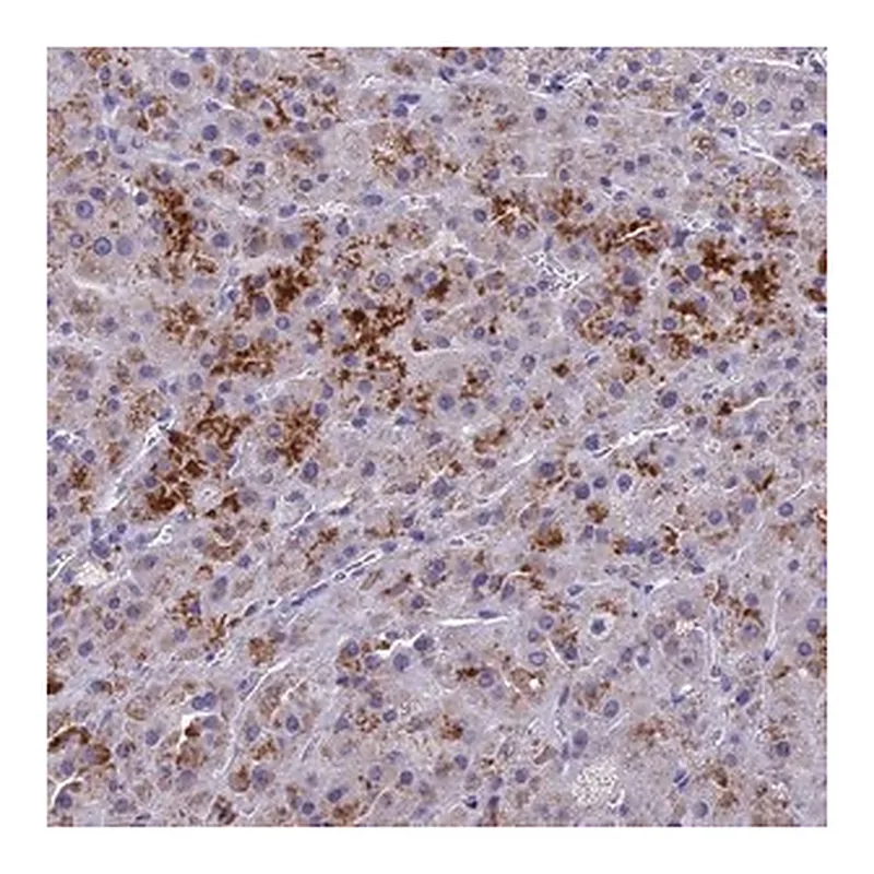 Merck Anti-BTBD19 antibody produced in rabbit