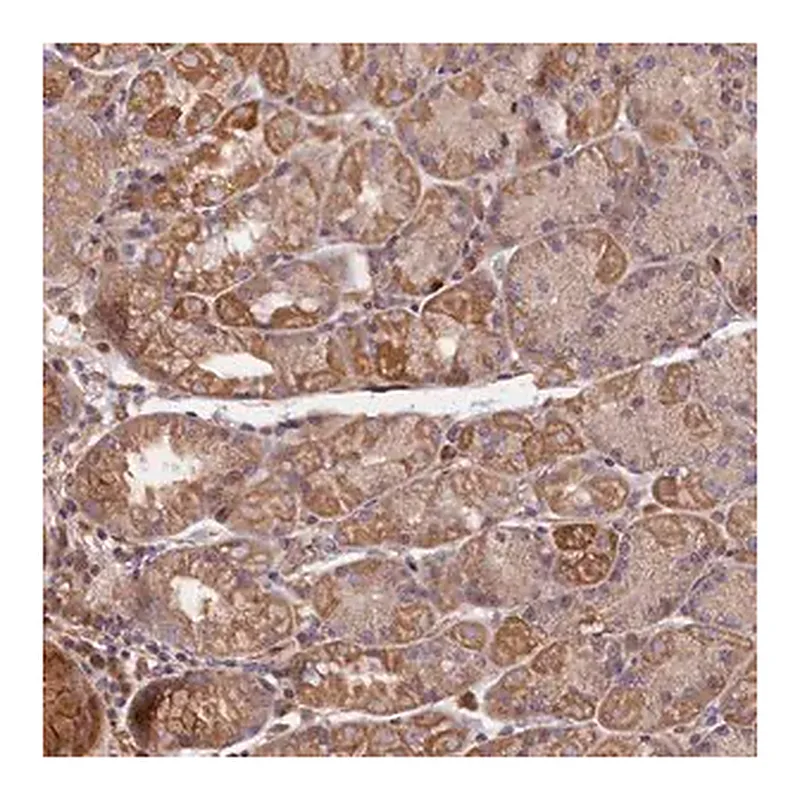 Merck Anti-GREB1L antibody produced in rabbit