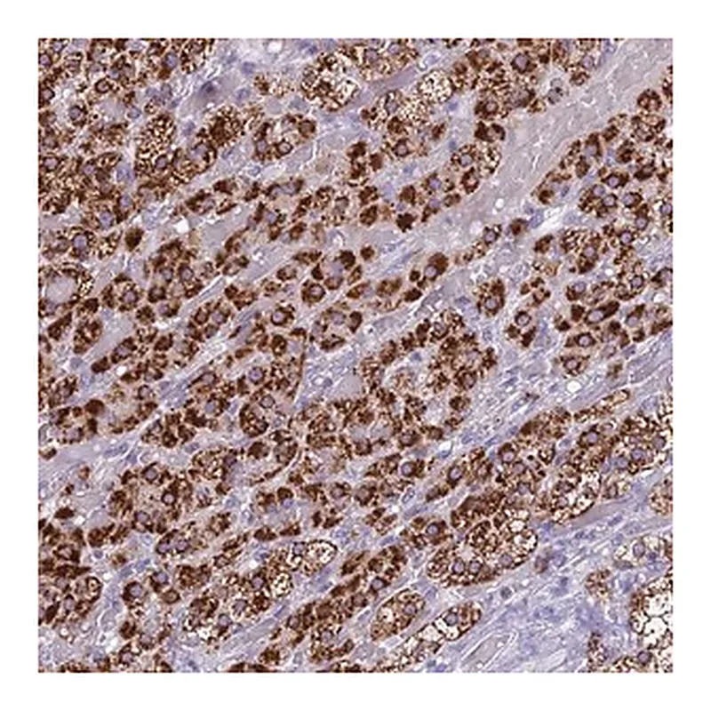 Merck Anti-REEP4 antibody produced in rabbit