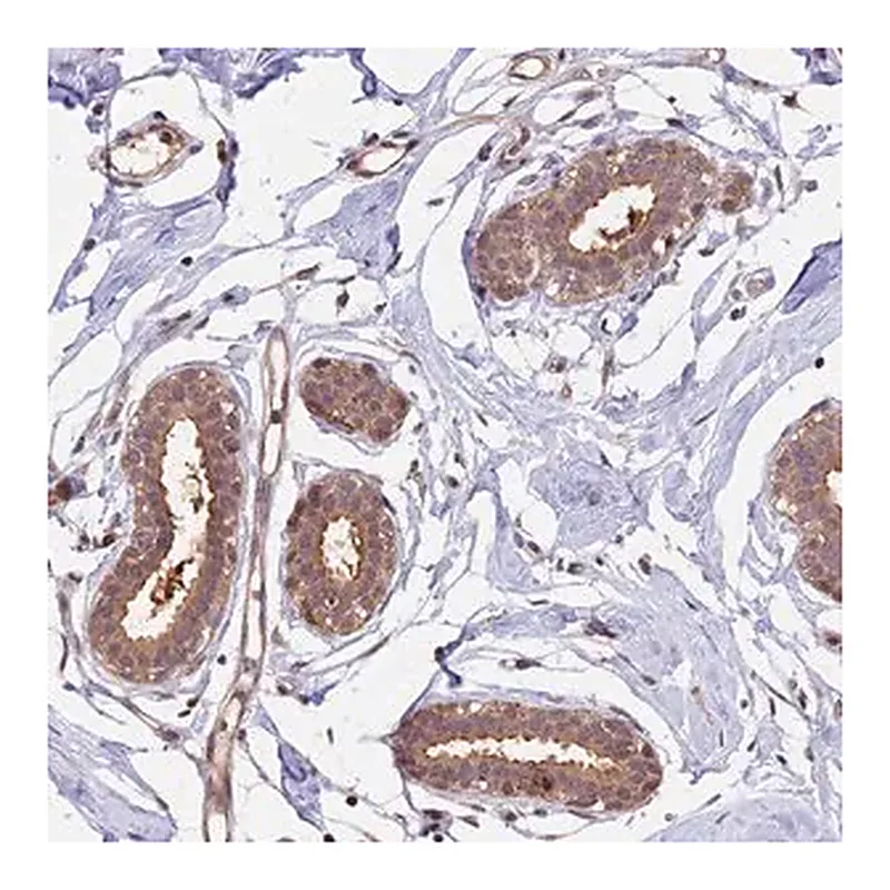 Merck Anti-PSMB3 antibody produced in rabbit