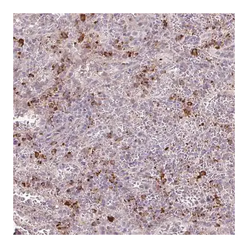 Merck Anti-TAF1D antibody produced in rabbit