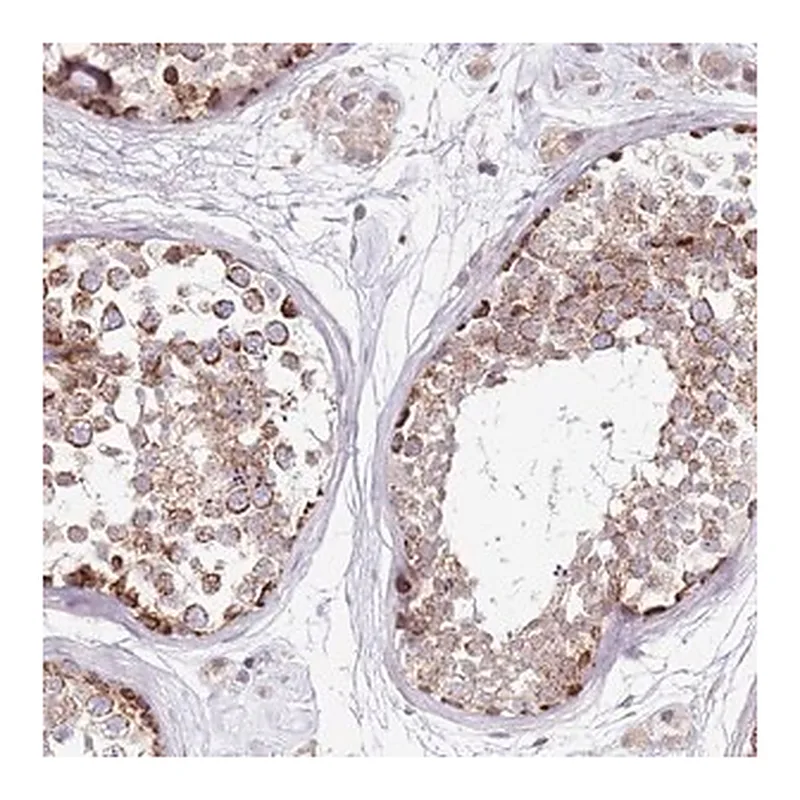 Merck Anti-RARS2 antibody produced in rabbit