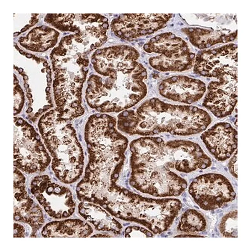 Merck Anti-FAM160A2 antibody produced in rabbit