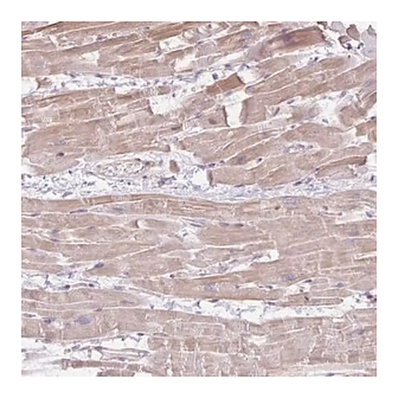 Merck Anti-CDRT15 antibody produced in rabbit