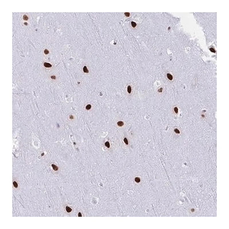 Merck Anti-DDX52 antibody produced in rabbit