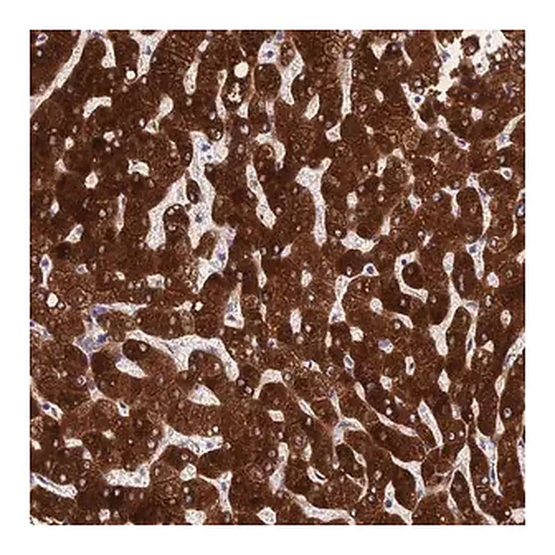 Merck Anti-PPP2R2D antibody produced in rabbit