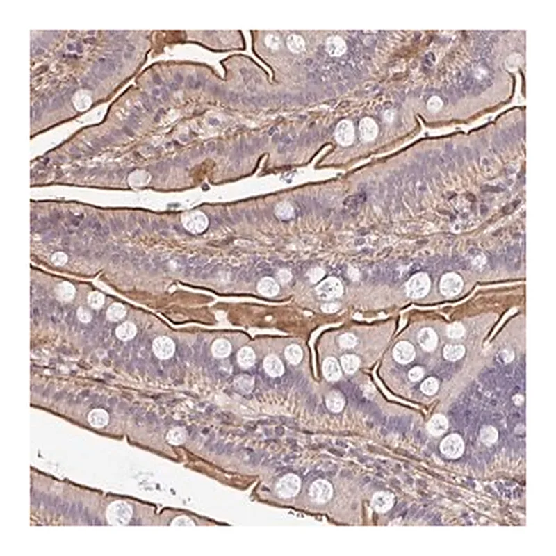 Merck Anti-ZBED3 antibody produced in rabbit