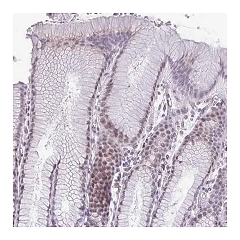 Merck Anti-ZNF682 antibody produced in rabbit