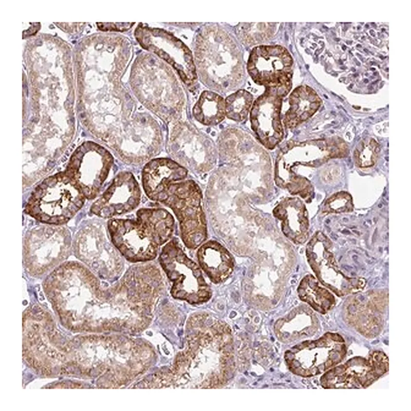 Merck Anti-ADAMTS19 antibody produced in rabbit