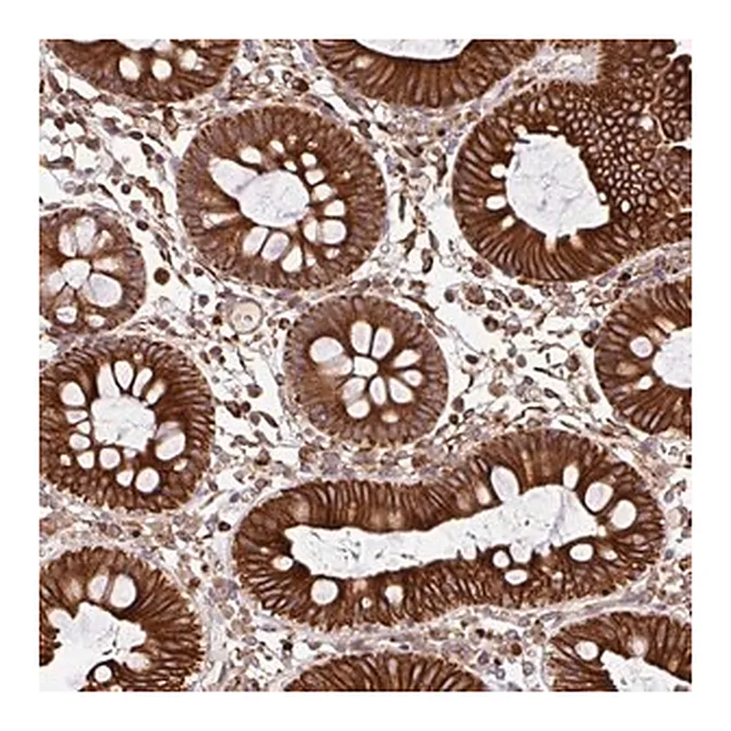 Merck Anti-ZNF790 antibody produced in rabbit