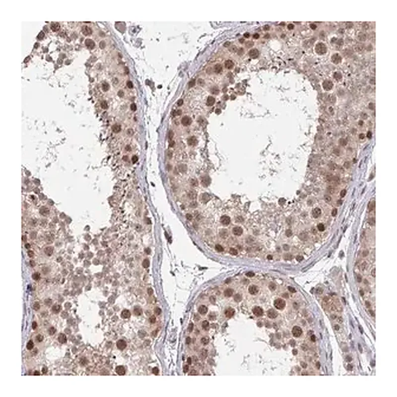 Merck Anti-JMJD1C antibody produced in rabbit