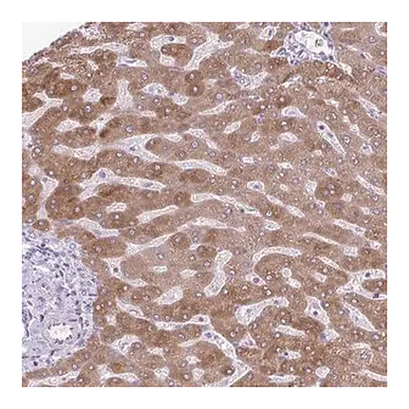 Merck Anti-MSMO1 antibody produced in rabbit