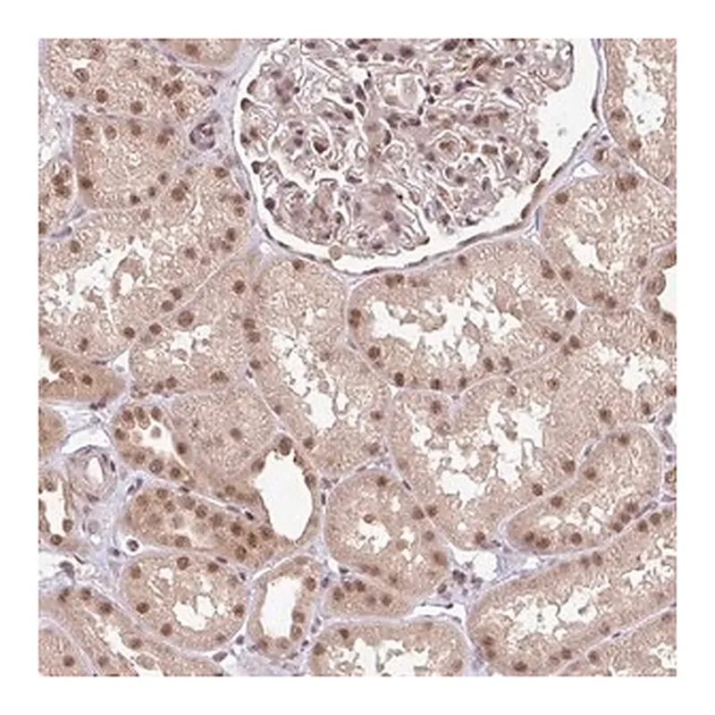 Merck Anti-GTF3C6 antibody produced in rabbit