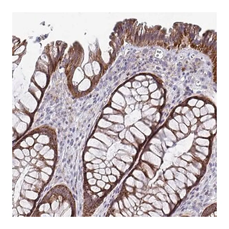 Merck Anti-MRPL53 antibody produced in rabbit
